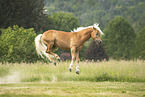 Haflinger stallion