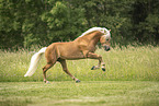 Haflinger stallion