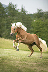 Haflinger stallion