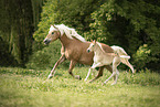 Haflinger foal