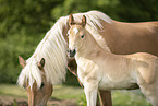 Haflinger foal