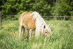 Haflinger gelding