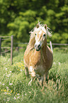 Haflinger gelding