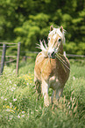 Haflinger gelding