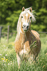 Haflinger gelding