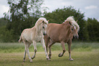 2 Haflinger horses