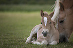 2 Haflinger horses