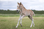 Haflinger foal