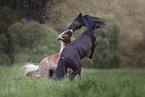 2 horses