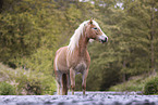 Haflinger horse