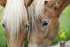 2 horses