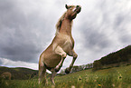 Haflinger horse