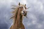 Haflinger horse