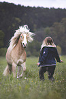 Haflinger horse