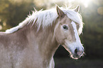 Haflinger mare