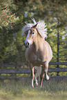Haflinger mare