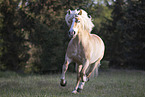 Haflinger mare