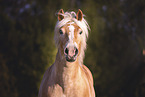 Haflinger mare