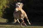 Haflinger mare