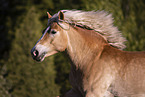 Haflinger mare