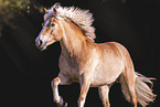 Haflinger mare