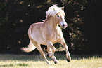 Haflinger mare