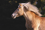 Haflinger mare