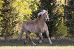 Haflinger mare