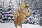 Haflinger mare