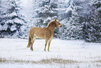 Haflinger mare