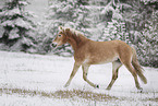 Haflinger mare