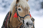Haflinger mare
