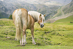 Haflinger horse