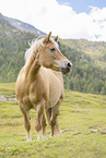 Haflinger horse