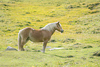 Haflinger horse