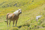 Haflinger horse