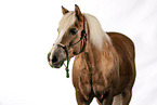 Haflinger gelding