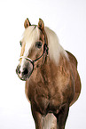 Haflinger gelding