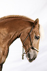 Haflinger gelding