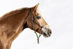 Haflinger gelding