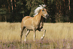 Haflinger stallion