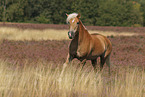 Haflinger stallion
