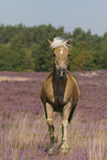 Haflinger stallion