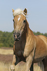 Haflinger stallion