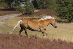 Haflinger stallion