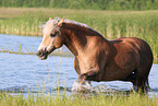 Haflinger mare