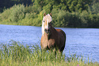 Haflinger mare