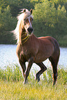 Haflinger mare