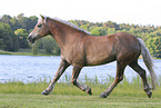 Haflinger mare