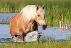 Haflinger mare